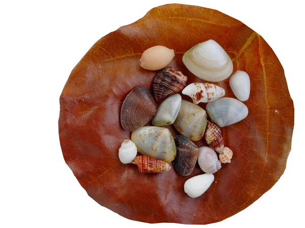 Isolated, transparent, cutout,  a brown dry leave with assortment of small seashells on white background, with clipping path