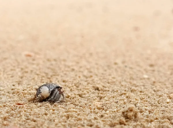 Close Van Little Hermit Crab Komt Uit Shell Kruipend Het — Stockfoto
