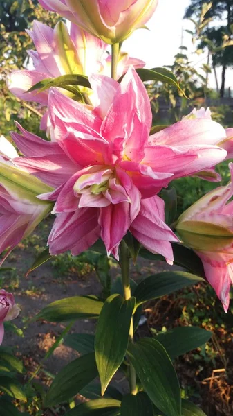 Lily çifte sürpriz, güzel pembe çiçek bahçede