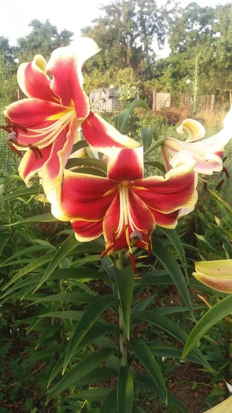 Lirio Señora Africana Hermosa Toma Botánica Fondo Pantalla Natural — Foto de Stock