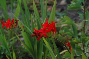 kırmızı çiçek doğa arka planında