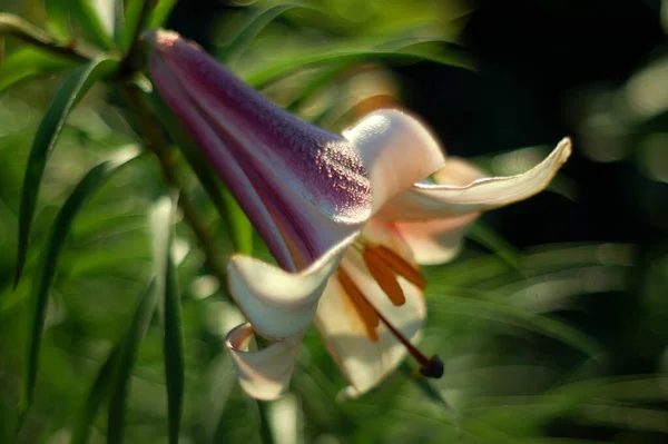 Lily Ester 'in Ay' ı çiçek bahçesine yakın.