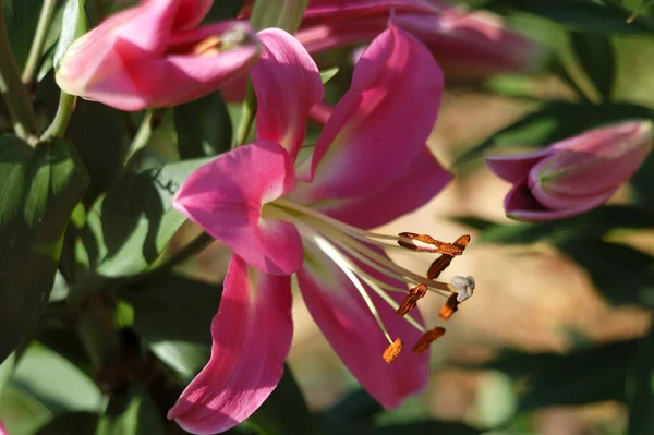 Lilium Albareto Zblízka Květinové Zahradě — Stock fotografie