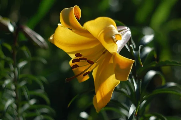 Splender Doré Lys Jaunes Gros Plan Dans Jardin Fleurs — Photo