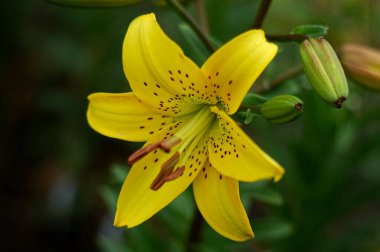 Lily Yellow Bruse güzel botanik çekimi, doğal duvar kağıdı