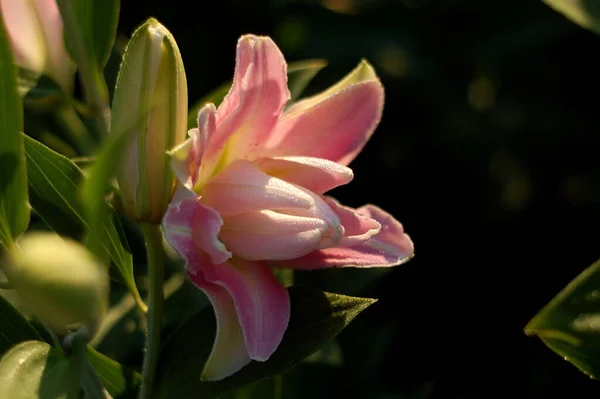 Lily Lotus Elegancja Piękny Botaniczny Strzał Naturalna Tapeta — Zdjęcie stockowe