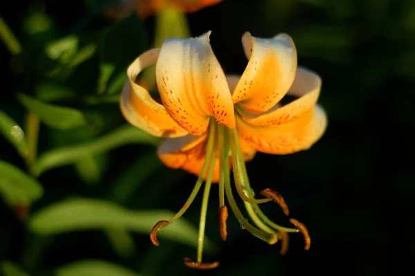 Lilia Lady Alice Vacker Botanisk Skott Naturliga Tapeter — Stockfoto