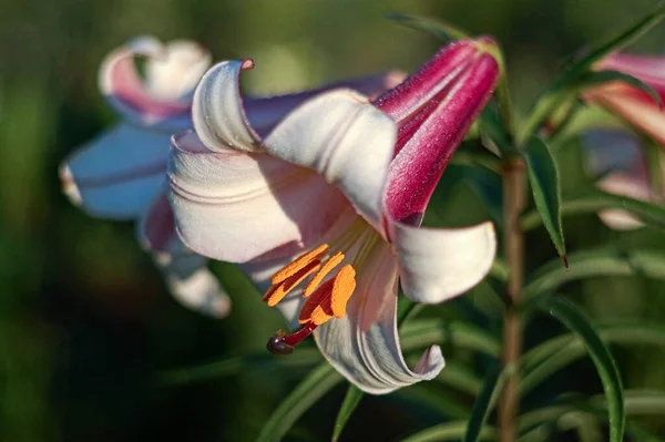 Lily Eastern Moon Vacker Botanisk Skott Naturliga Tapeter — Stockfoto