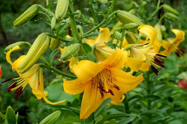 Lily Yellow Bruse Красивый Ботанический Снимок Натуральные Обои — стоковое фото