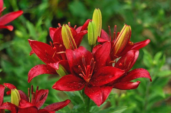 Лили Корлеоне Красивые Ботанические Снимки Натуральные Обои — стоковое фото