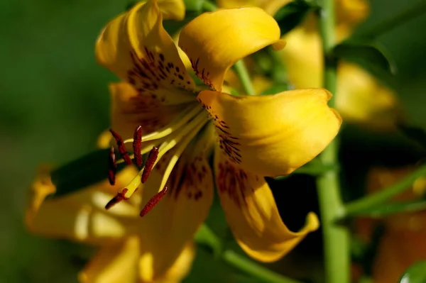 Lily Yellow Bruse Красивый Ботанический Снимок Натуральные Обои — стоковое фото