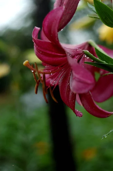 Lily Purple Márvány Gyönyörű Botanikai Lövés Természetes Tapéta — Stock Fotó