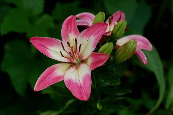 Lily Rosella Dream Красивый Ботанический Снимок Натуральные Обои — стоковое фото