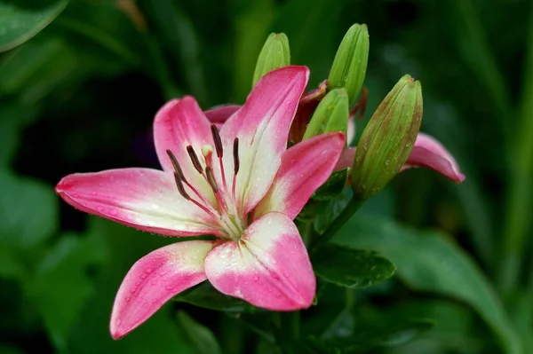 Lily Rosella Dream Красивый Ботанический Снимок Натуральные Обои — стоковое фото