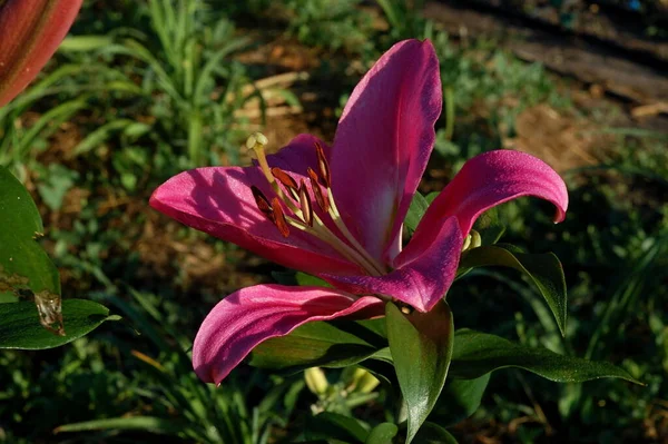 Lilie Albaretto Krásný Botanický Záběr Přírodní Tapety — Stock fotografie