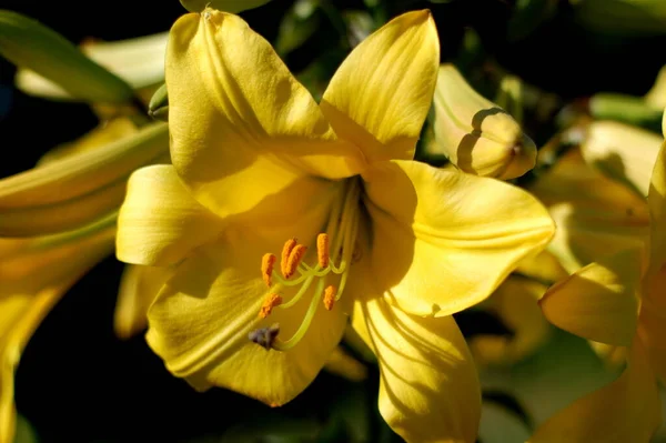 Лилия Желтая Планета Красивые Ботанические Снимки Природные Обои — стоковое фото