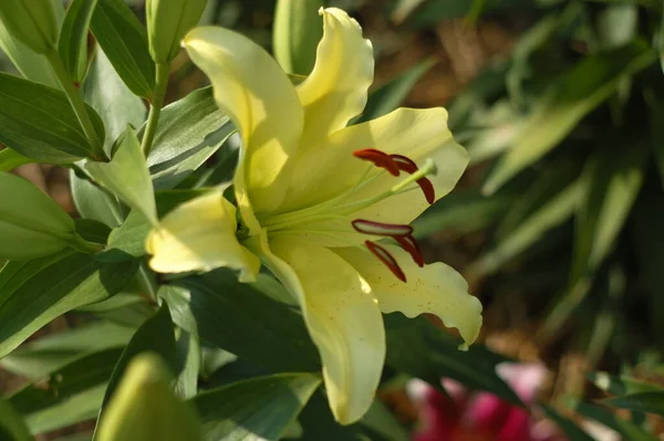 Lily Bellville Krásný Botanický Záběr Přírodní Tapety — Stock fotografie