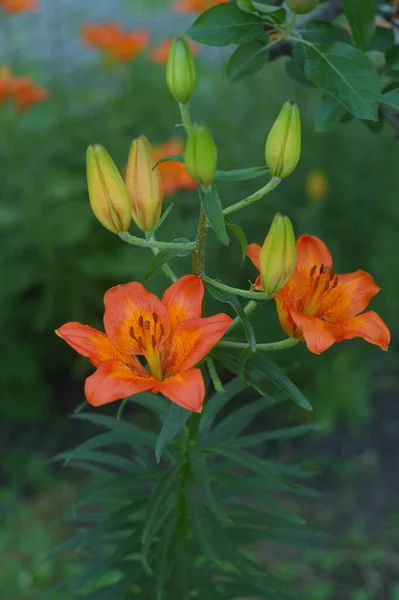 Lily Narancs Liliom Gyönyörű Botanikai Lövés Természetes Tapéta — Stock Fotó