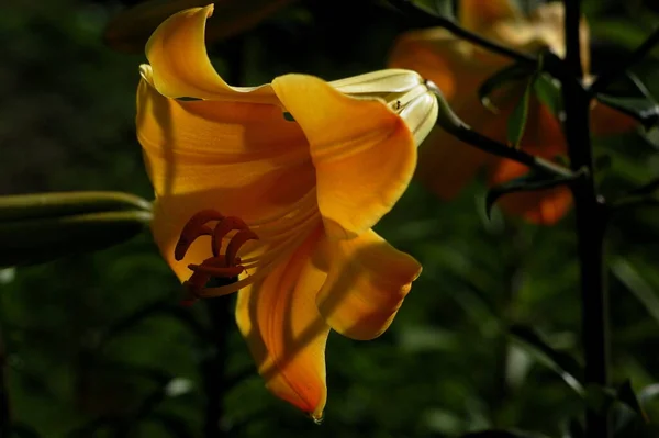Lily Arany Pompa Gyönyörű Botanikai Lövés Természetes Tapéta — Stock Fotó