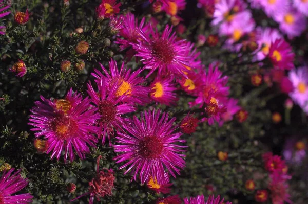 Bumblebee in a flower garden. Close-up Live wallpaper.