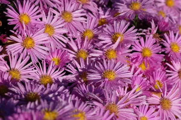 Hommel Een Bloementuin Close Live Achtergrond — Stockfoto