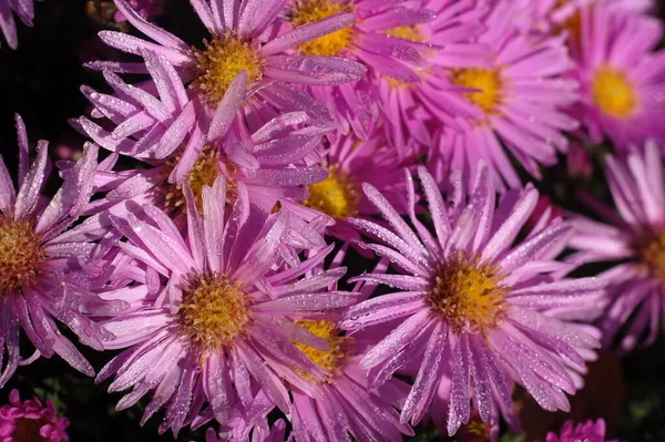 Hommel Een Bloementuin Close Live Achtergrond — Stockfoto