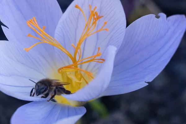 Bumblebee in a flower garden. Close-up Live wallpaper.