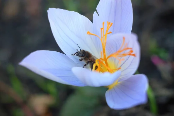 Bumblebee in a flower garden. Close-up Live wallpaper.