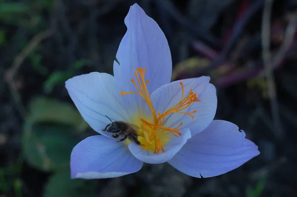 Bumblebee in a flower garden. Close-up Live wallpaper.