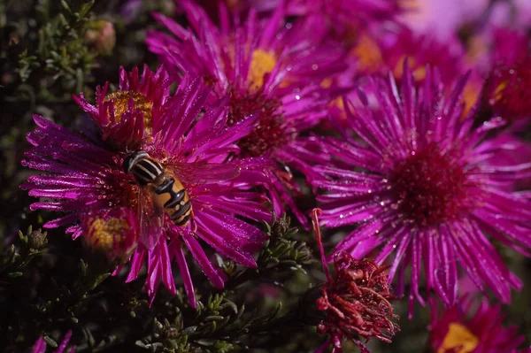 Hommel Een Bloementuin Close Live Achtergrond — Stockfoto