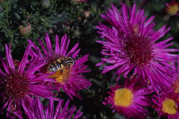 Bumblebee in a flower garden. Close-up Live wallpaper.