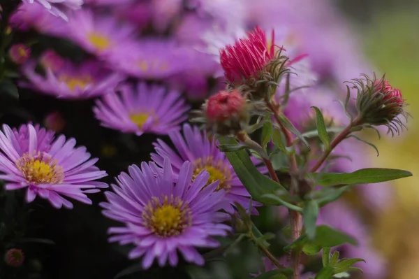 Roze Bloem Tuin — Stockfoto