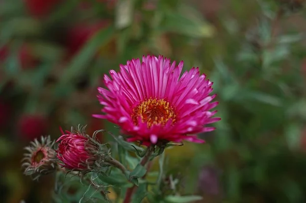 beautiful flowers, flora in nature