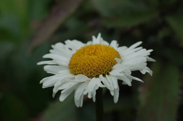 Eine Selektive Fokusaufnahme Einer Weißen Blume Mit Verschwommenem Hintergrund — Stockfoto