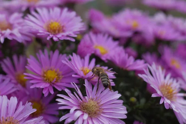 Mooi Botanisch Schot Natuurlijk Behang — Stockfoto