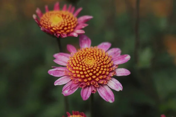 Close Blooming Pink White Chrysanthemum Flower — Stock Photo, Image