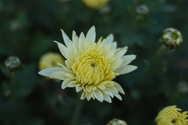 Όμορφο Λουλούδι Στον Κήπο — Φωτογραφία Αρχείου