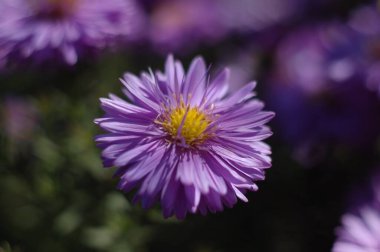 Büyüleyici kasımpatı, sonbahar zamanı.