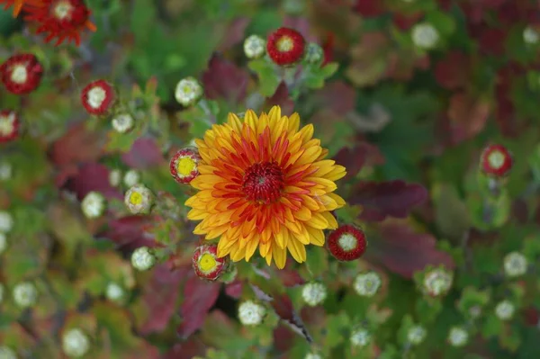 Charmante Chrysanthemen Herbstzeit — Stockfoto