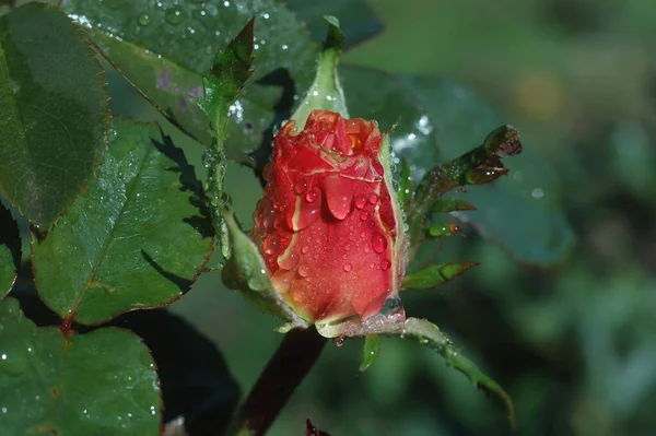 Lonely Rose Rain Macro — Stock Photo, Image