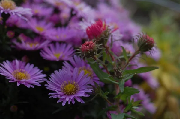 Charmante Chrysant Herfsttijd — Stockfoto