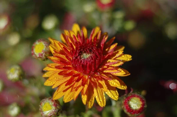 Charmante Chrysanthemen Herbstzeit — Stockfoto