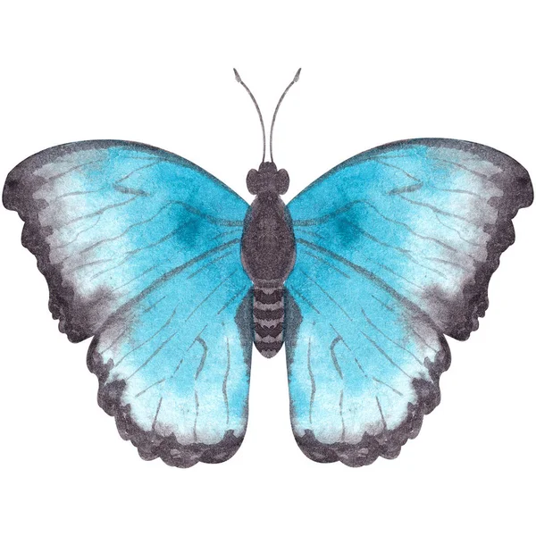 Watercolor Illustration Depicting Butterfly Blue Wings Morpho Butterfly Isolated White — Stock Photo, Image