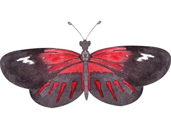 黒い赤い翼を持つ水彩蝶が飛び立ちます 白地に描かれた手描きの植物図 — ストック写真