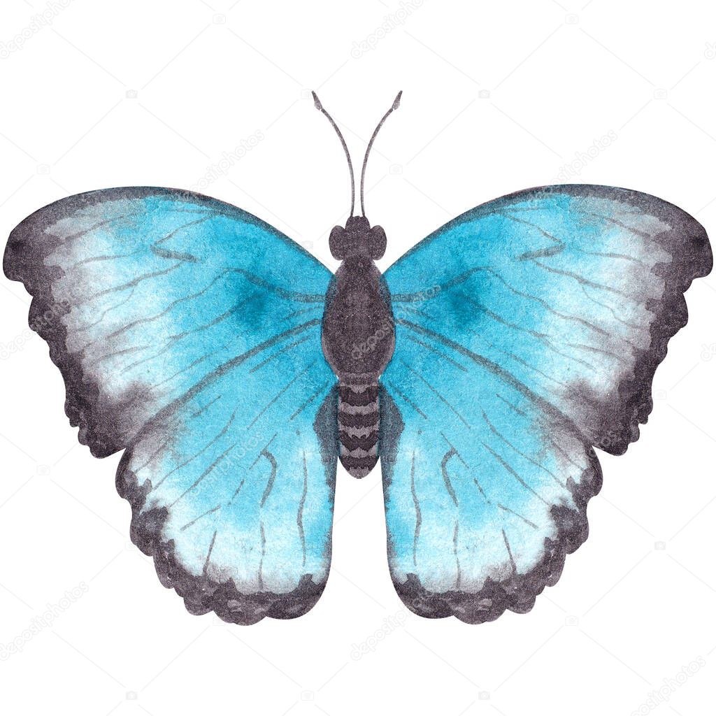 Watercolor illustration depicting a butterfly with blue wings. Morpho butterfly on an isolated white background. Hand drawn butterfly