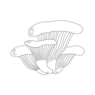 İstiridye mantarı. Doodle tarzı. Satır sanatı. 