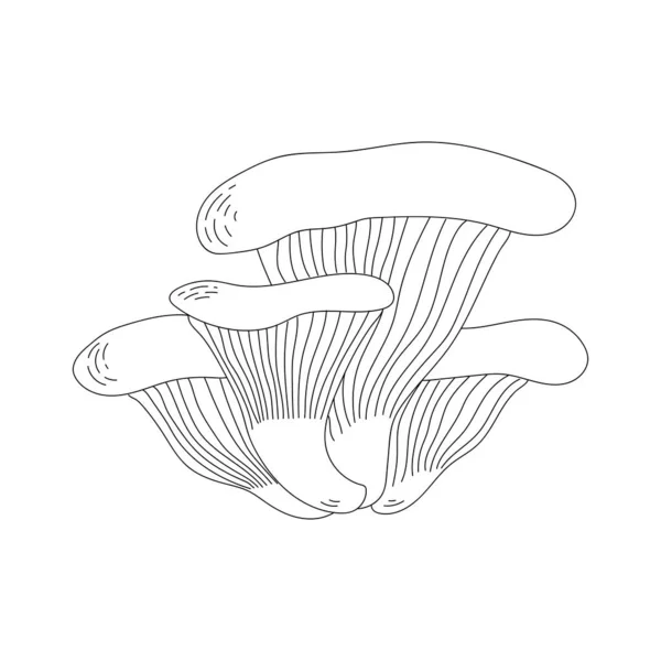 Funghi di ostrica. Stile Doodle. Linea d'arte. — Vettoriale Stock