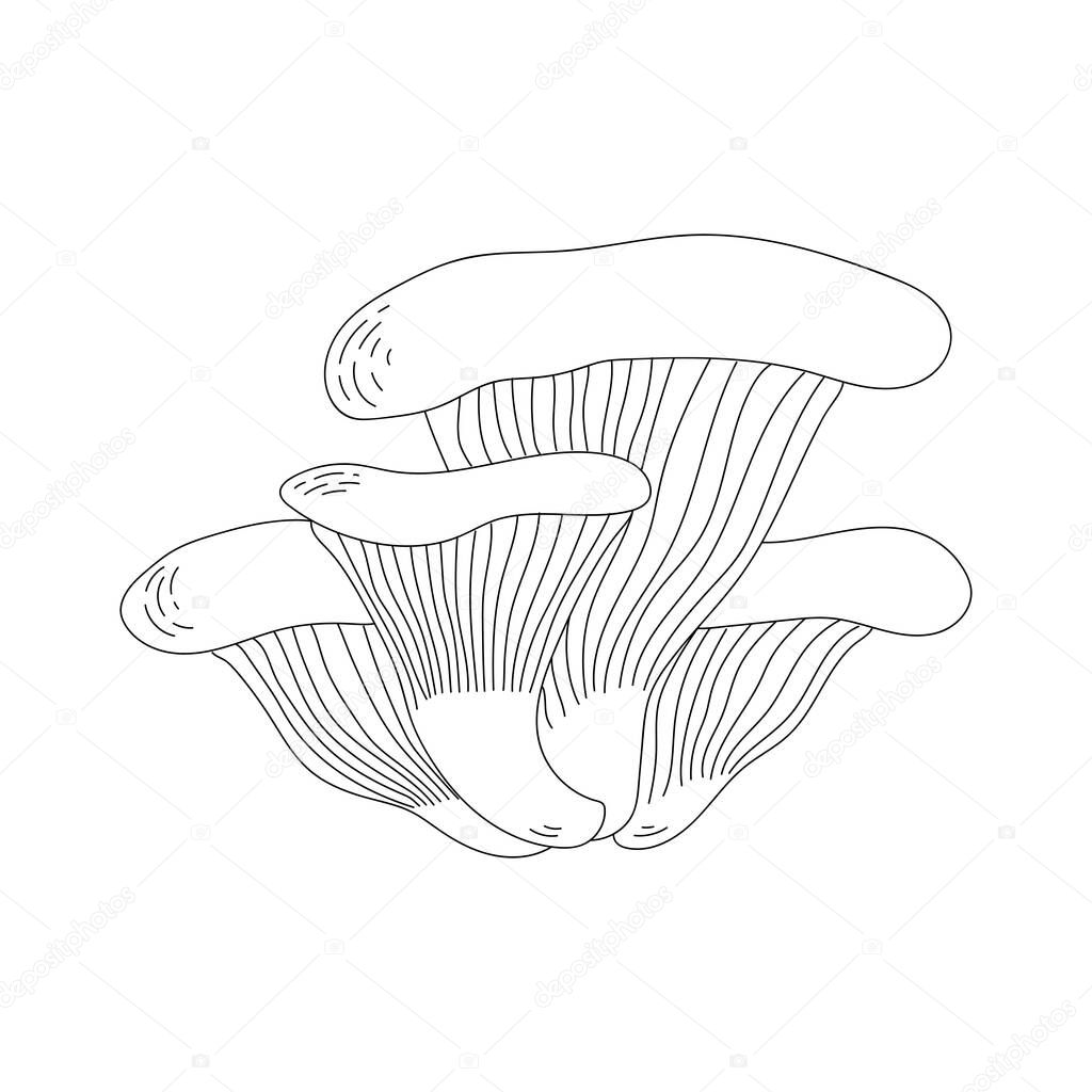 Oyster mushrooms. Doodle style. Line art. 