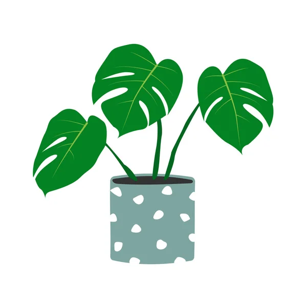 Monstera Planta Vaso Plantas Planta Sala Desenhada Mão Ilustração Vetorial — Vetor de Stock