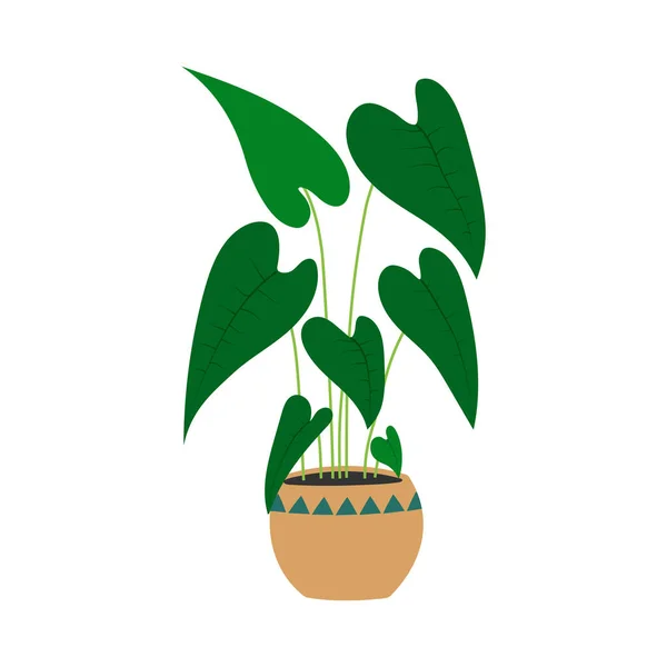 Alocasia Planta Maceta Planta Interior Dibujada Mano — Vector de stock